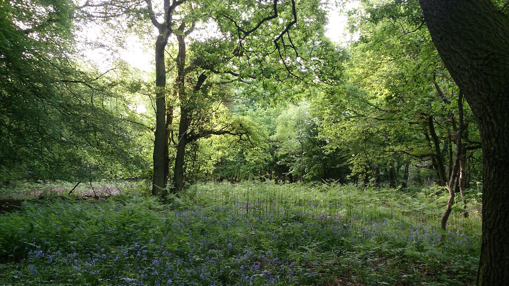 Blue bells in Kingwood