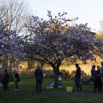 people meeting under the cherry tree in full bossom in Christ Church Gardens