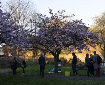 people meeting under the cherry tree in full bossom in Christ Church Gardens
