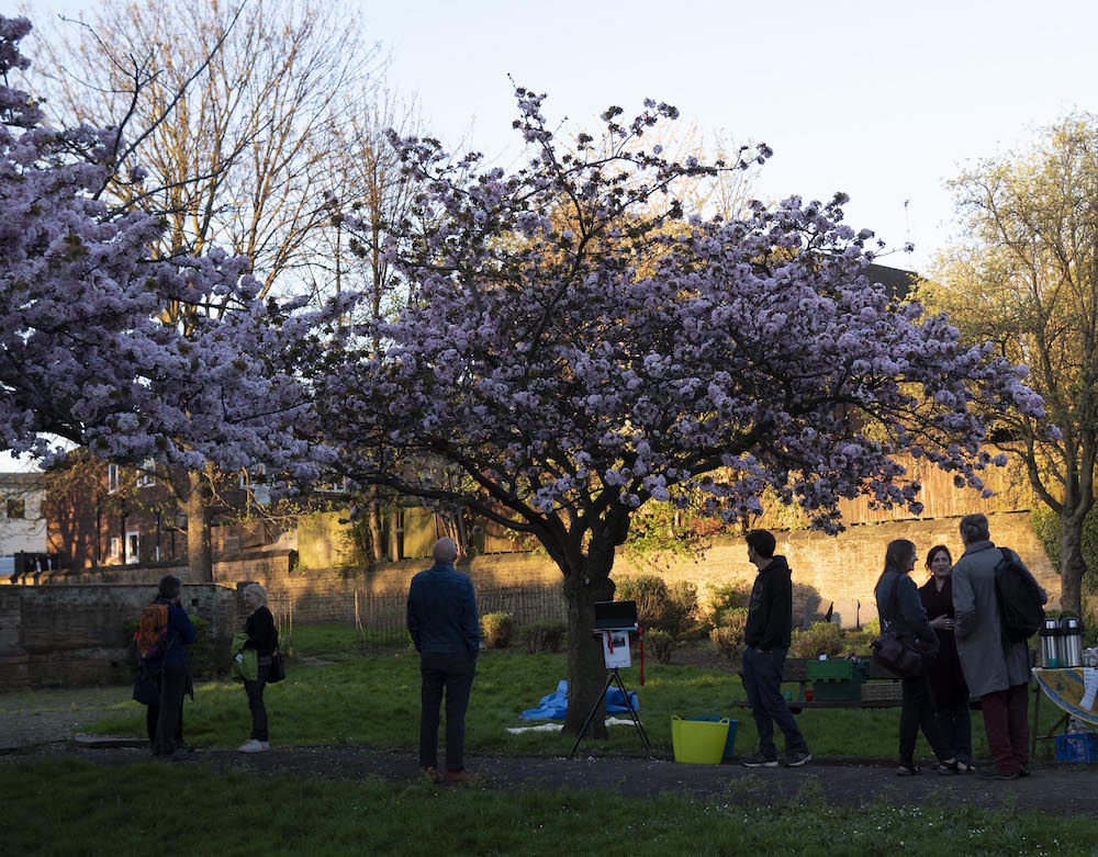 people meeting under the cherry tree in full bossom in Christ Church Gardens