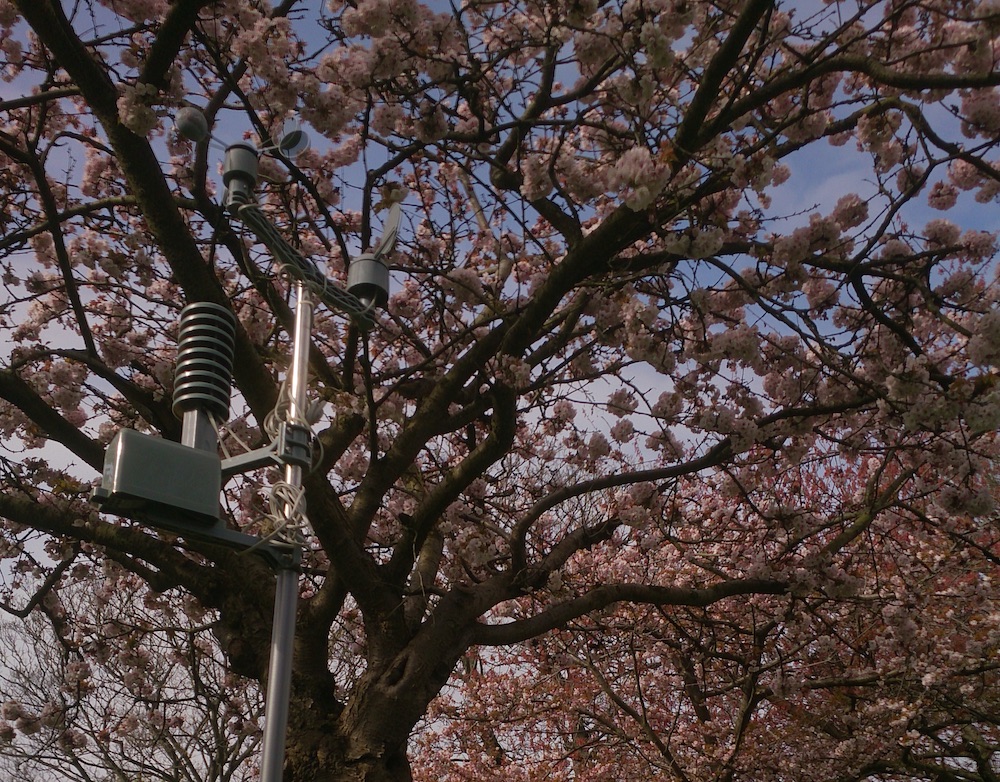 the weather station in front of the cherry tree in Christ Church Gardens in full pink blossom