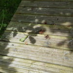 leaf shadows traced in chalk in Juliet's garden in Oxfordshire