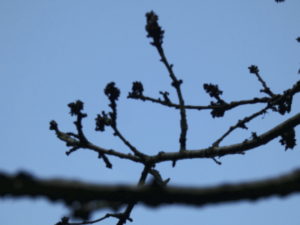 January buds appearing on the cherry tree