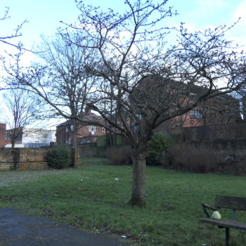 the Cherry Tree in Christchurch Gardens in January, with no leaves, surrounded by rubbish and a cabbage sitting on the bench