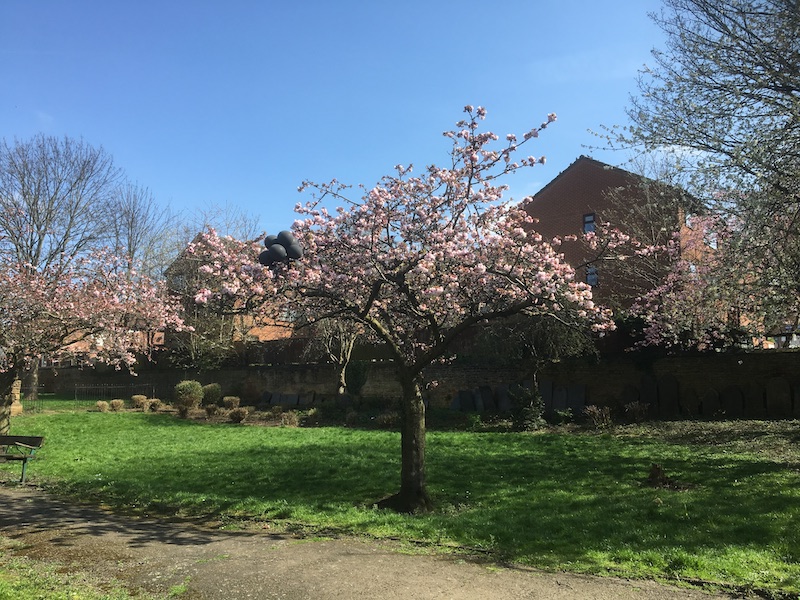 cherry blossom in full bloom in Christ Church Gardens with black balloons caught in a branch2018