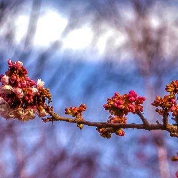 A branch with blossoms at the end, buds and a blurred background