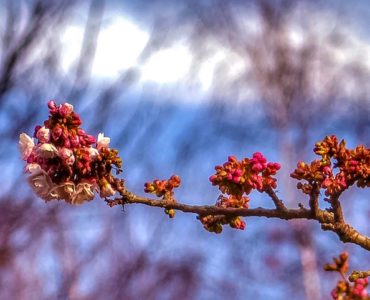 A branch with blossoms at the end, buds and a blurred background