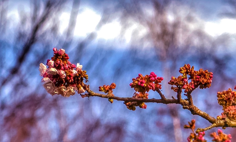 A branch with blossoms at the end, buds and a blurred background