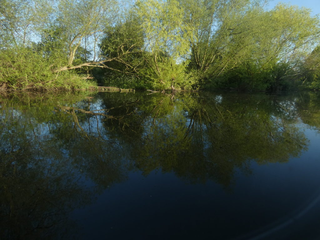 River Lea with willow trees reflected in the water