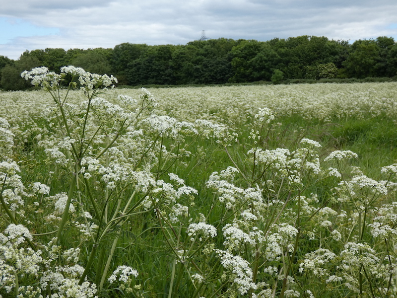 a field of cow parsley with trees on the edge and a cloudy sky