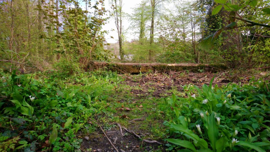 a concrete plinth covered with moss, leaves, wild garlic, tree trunks and trees