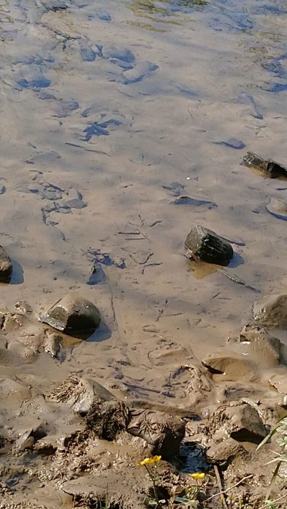 heron prints in the mud below the water in the River Leven, stones, yellow flowers