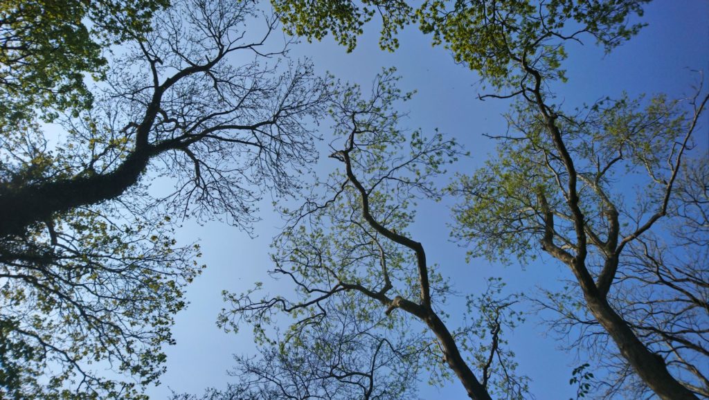 looking up at the blue sky and a canopy of tall trees