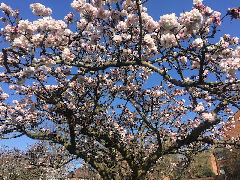 cherry tree in blossom 2020 taken by Anna and Robin during lockdown