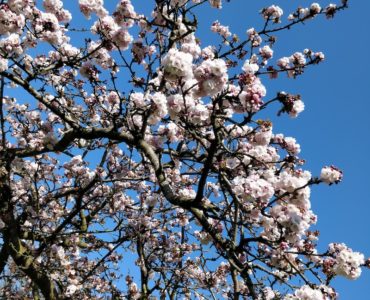 pink and white blossoms and branches of the tree against the blue sky