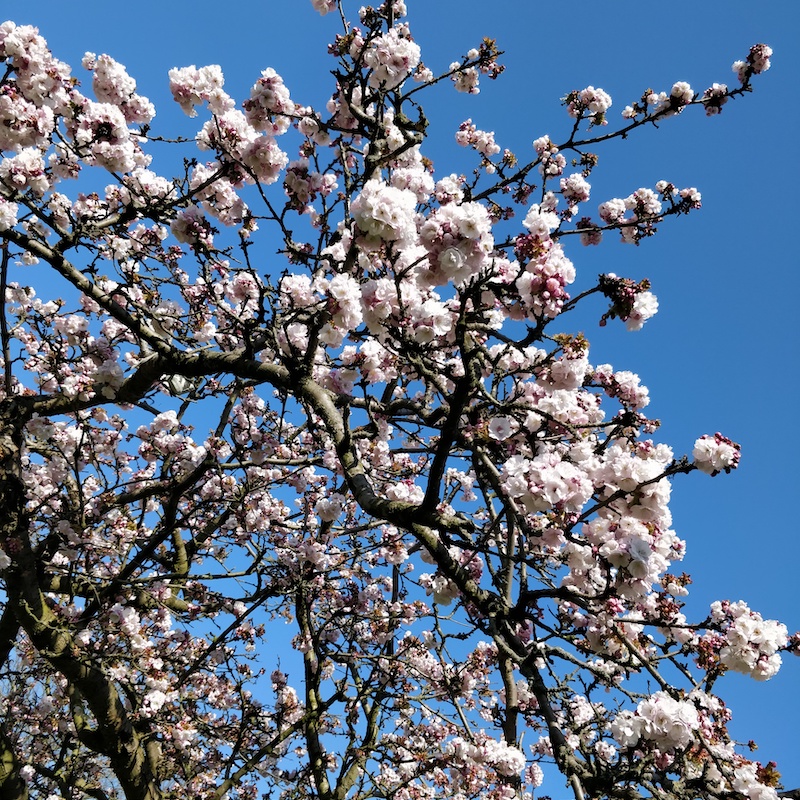 pink and white blossoms and branches of the tree against the blue sky