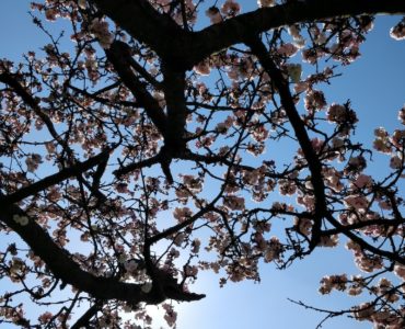 looking up at the branches, blossoms and blue sky