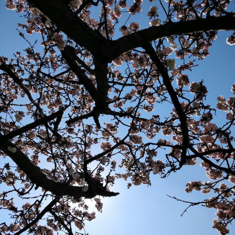 looking up at the branches, blossoms and blue sky