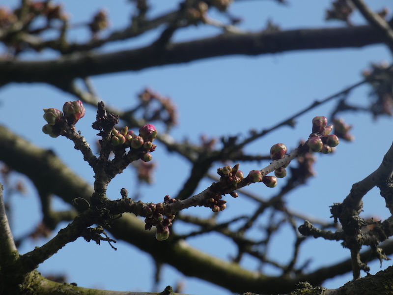 Blossoms close up in Christ Church Gardens, one pink bud the rest still green
