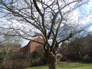 the blossom tree with tiny buds