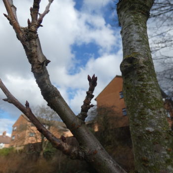 cherry tree blossom buds on the baby blossom tree in Christ Church Gardens 2021