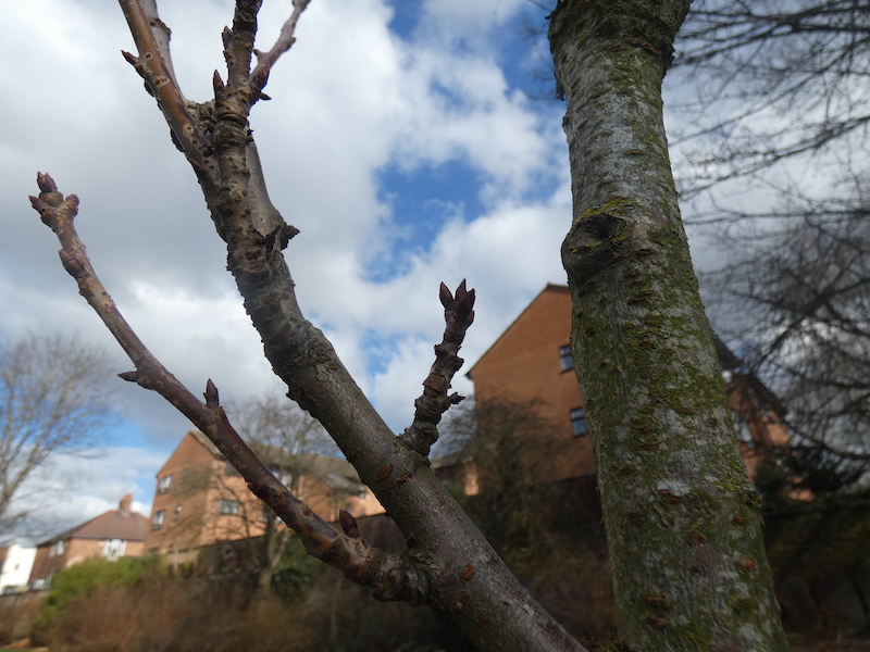 cherry tree blossom buds on the baby blossom tree in Christ Church Gardens 2021