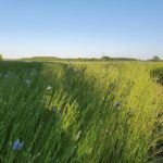 green field, wildflowers, trees and horizon leading to pure blue sky