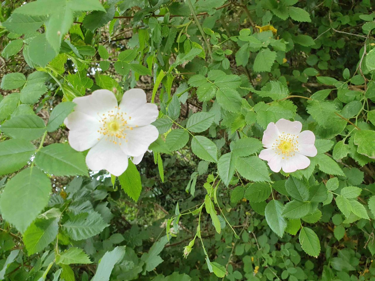 flowers in May