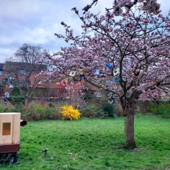 Future Machine sat next to the cherry tree in full pink blossomin Christ Church Gardens April 2021