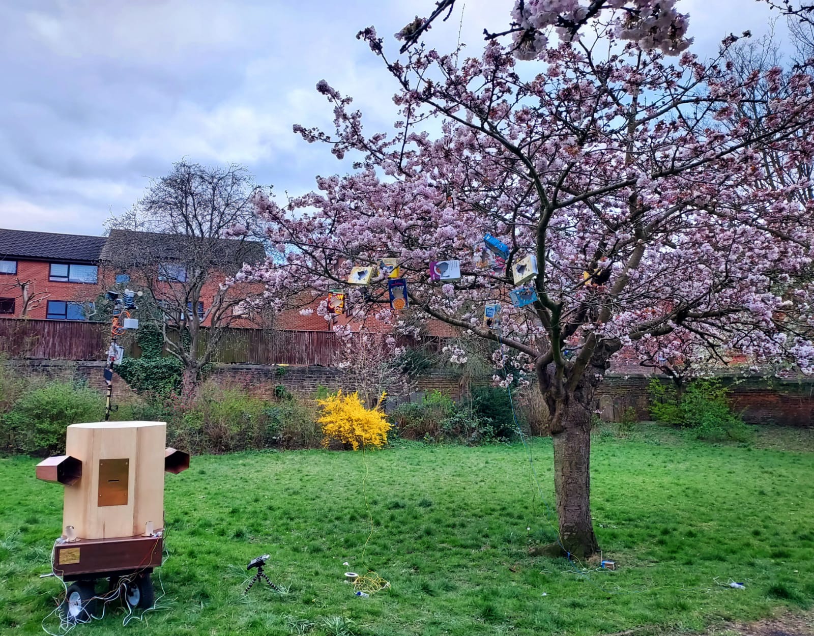 Future Machine sat next to the cherry tree in full pink blossomin Christ Church Gardens April 2021