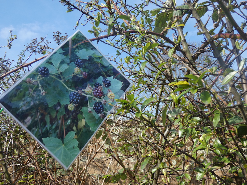 A blackberry bush with a photo of the bush fruiting blackberries in the summer