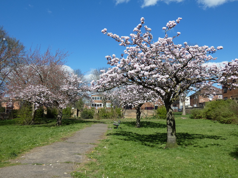 Looking down the path in Christ Church Gardens at 3 blossom trees all in bloom and the bench