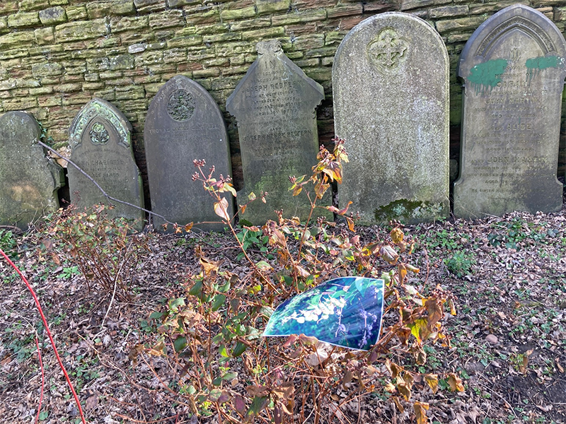 gravestones and Hypercium with a photo of the Hypercium in the summer hung on the bush