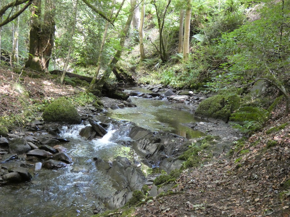 river, slate, banks covered in red, brown leaves, trees, fern, leaves, moss