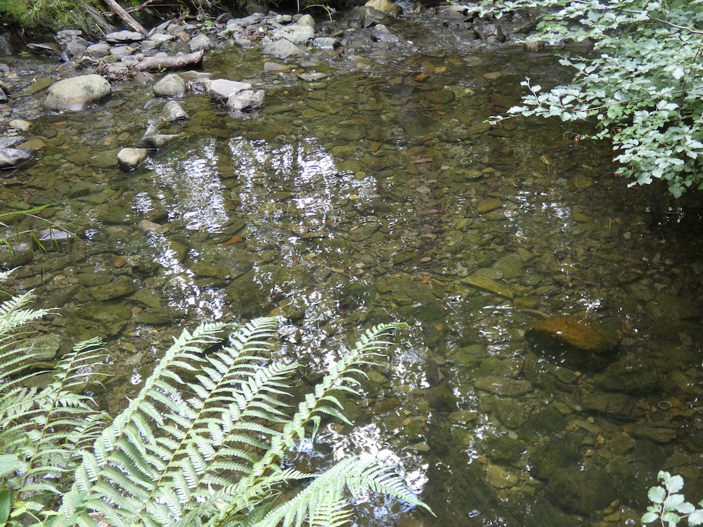 clear water with rocks below and emerging from the water, fern, beech leaves
