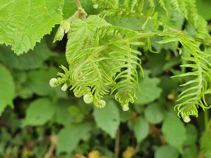 close up of unfurling fern