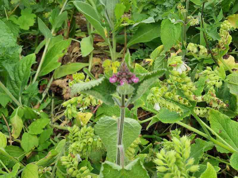 long stem, pink flowers in centre, leaves like a cloak and leaves and flowers behind