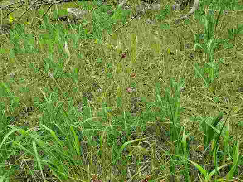 grass and pink flower