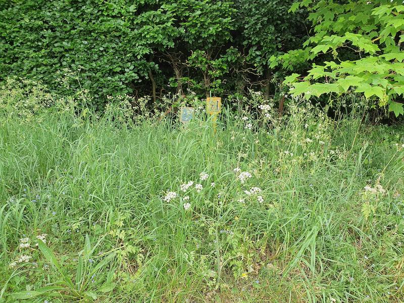 two signs just visible behind grass, white flowers and shrubs and trees in the background