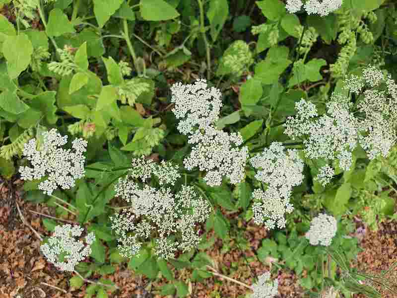 white flowers and leaves