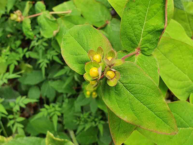 close up of yellow buds and leaves