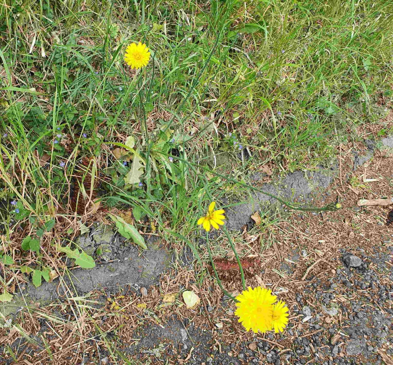 dandelions on a grassy kerb