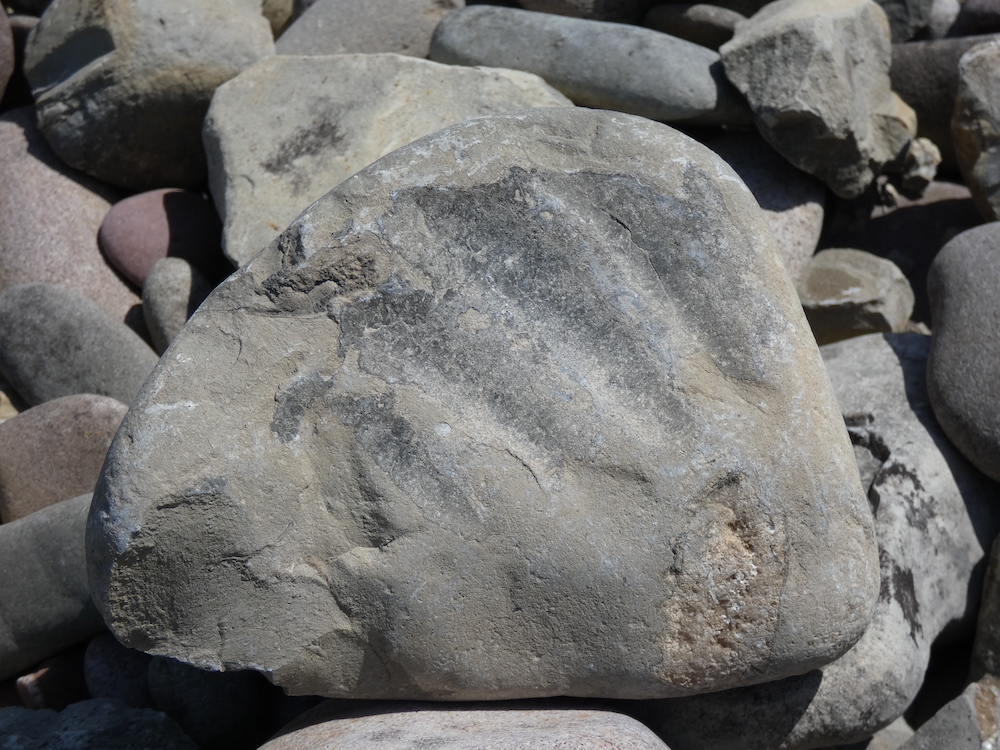 A fossil like a huge foot print on the beach at Kilve