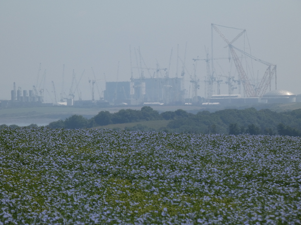 Hinkley Point C nuclear power station with cranes and towers and a sliver dome in the background and a field of blue flowers in the foreground.