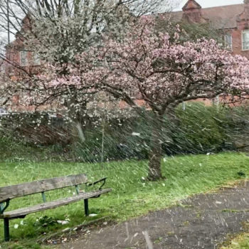 pink blosson on cherry tree, grass, path, vertical snow falling