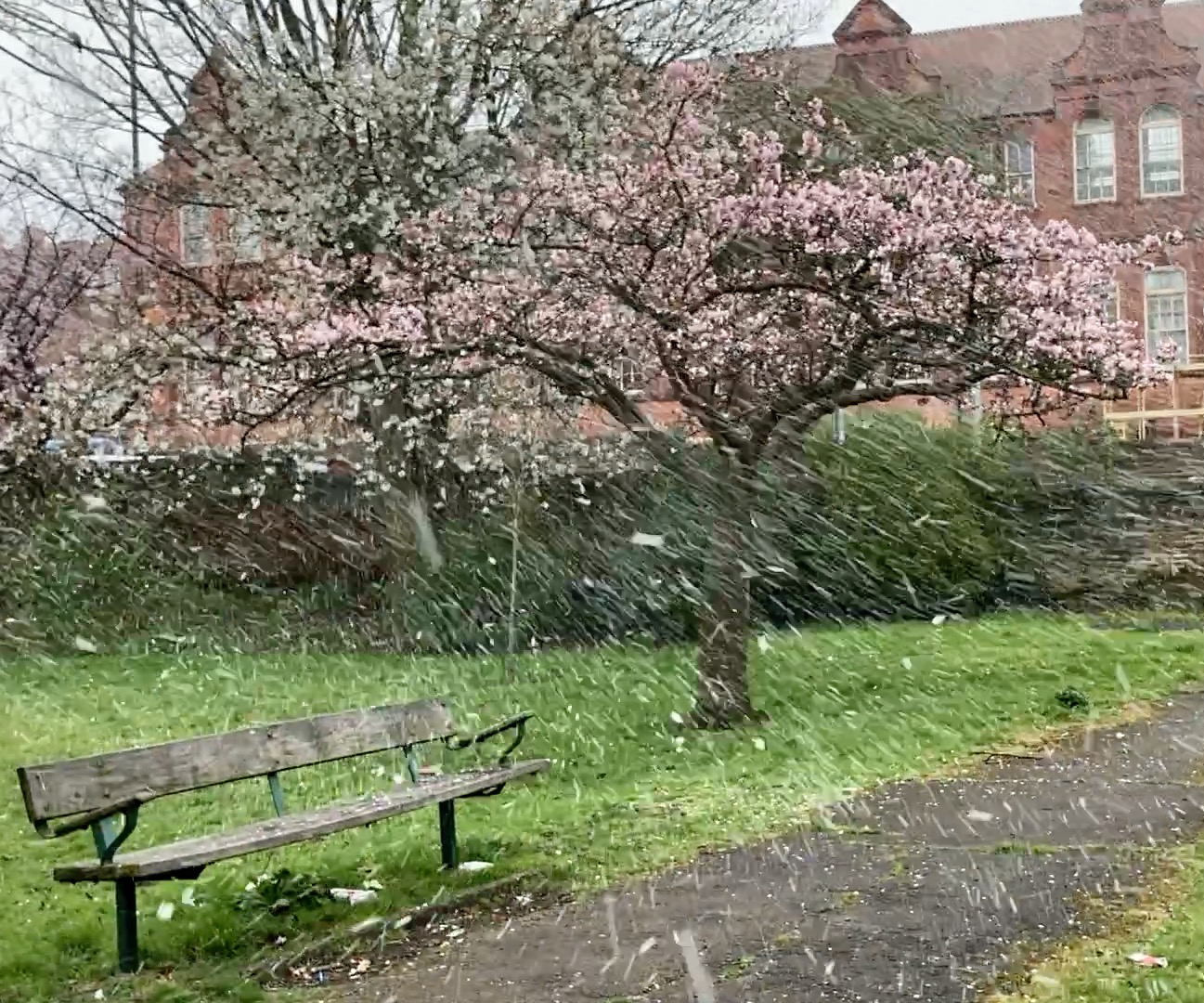 pink blosson on cherry tree, grass, path, vertical snow falling