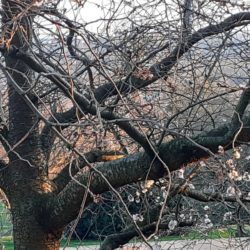 tree in Alexandra Park with an early flowering cherry blossom behind it