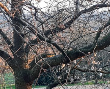 tree in Alexandra Park with an early flowering cherry blossom behind it