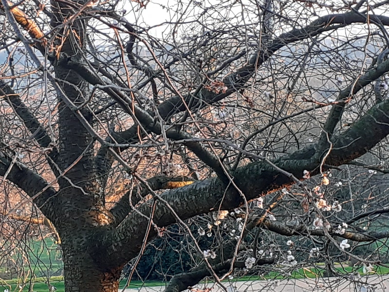 tree in Alexandra Park with an early flowering cherry blossom behind it