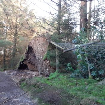 a path through a wood with a tree ripped from the ground huge roots exposed and a fence pulled down by the tree